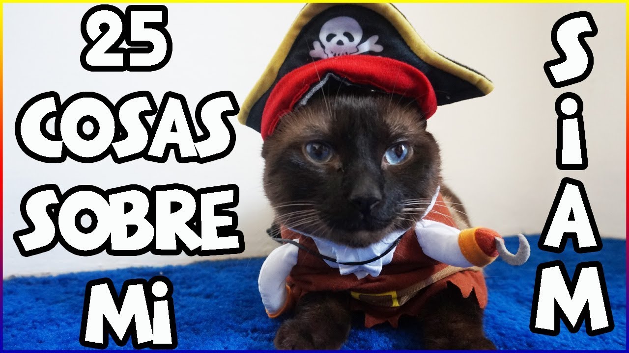 25 Cosas Sobre Mi Gato Siam - SiamCatChannel