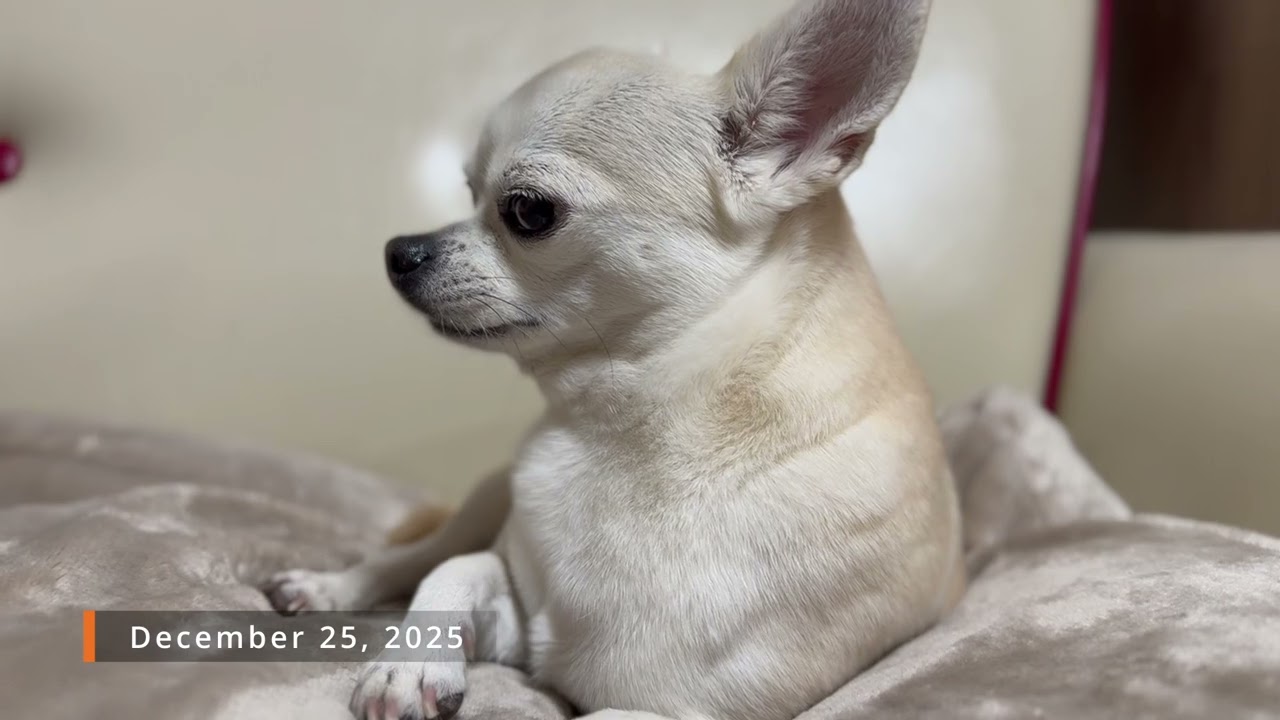 ピコ 2025年 12月 その3