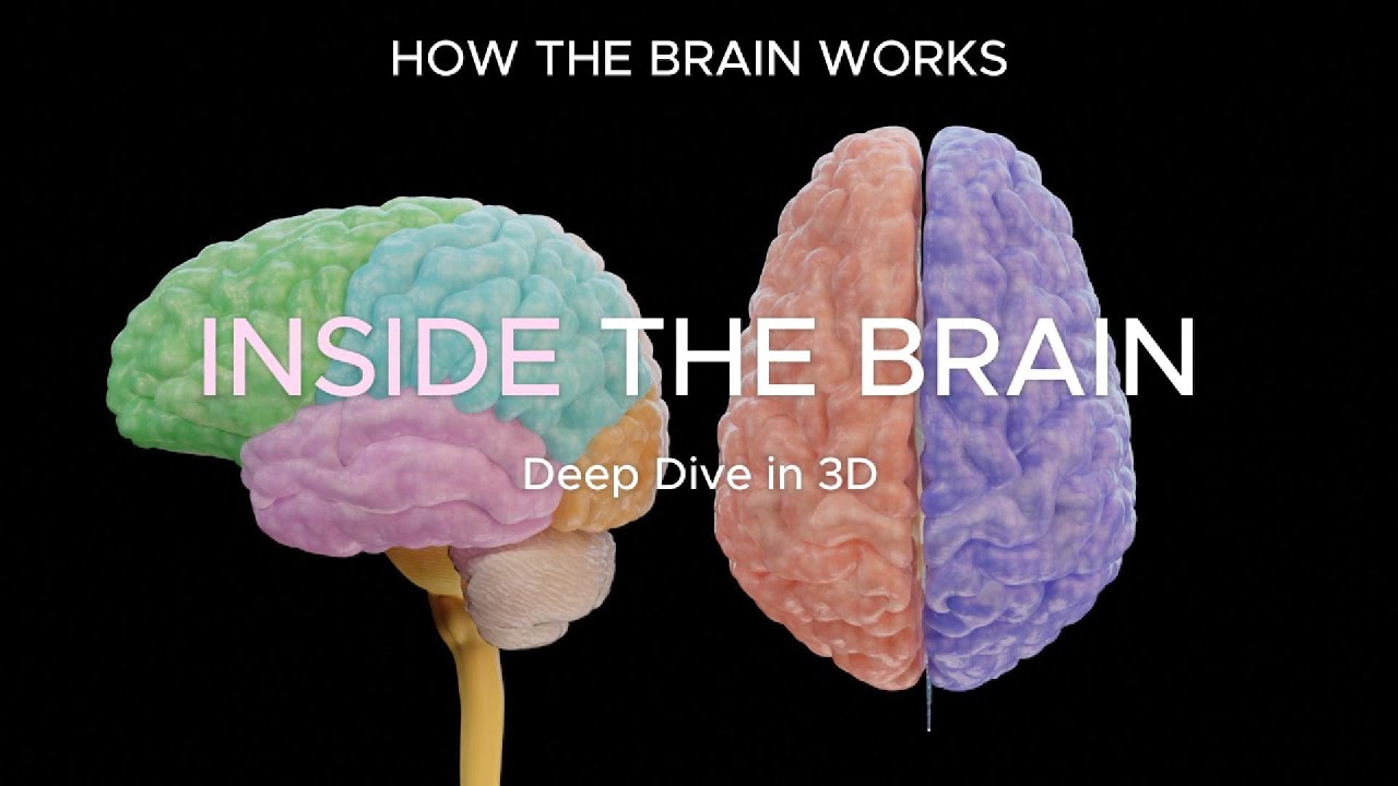Brain Anatomy EXPLAINED: 3D Guide to Lobes & Functions