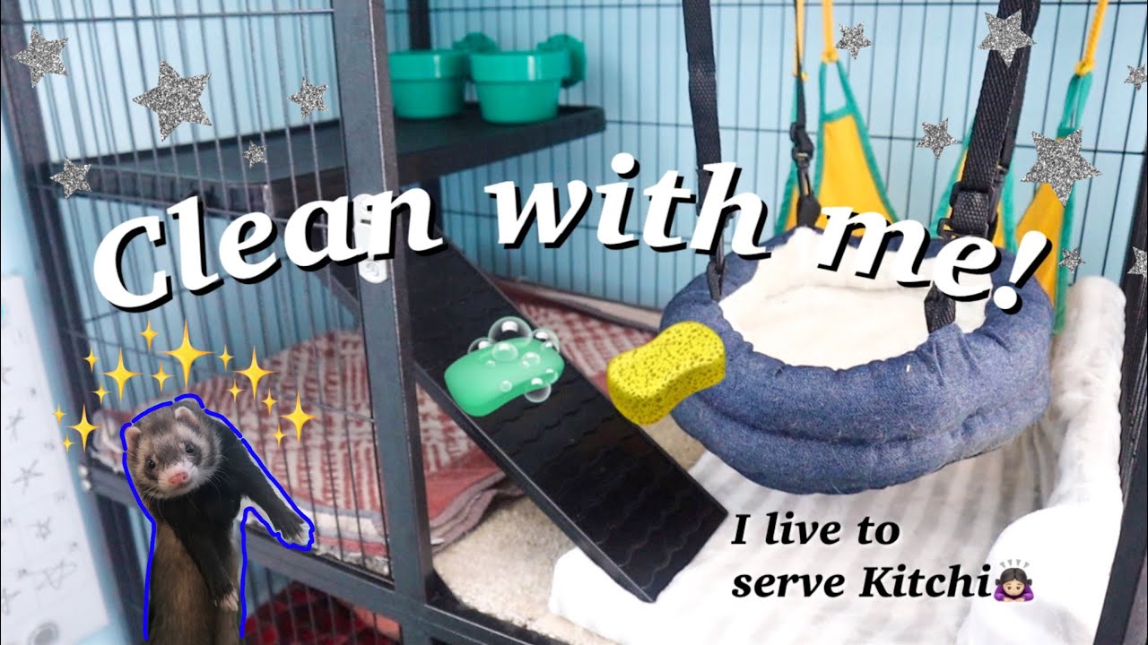 Cleaning my ferret's cage│Kitchi makes a comeback💩