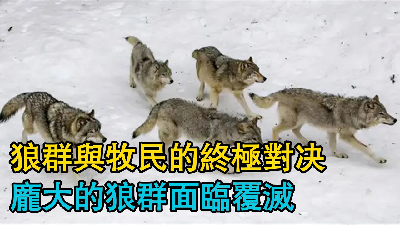 狼群與牧民的終極對決，與狼群多次往來殺戮，龐大的狼群面臨覆滅