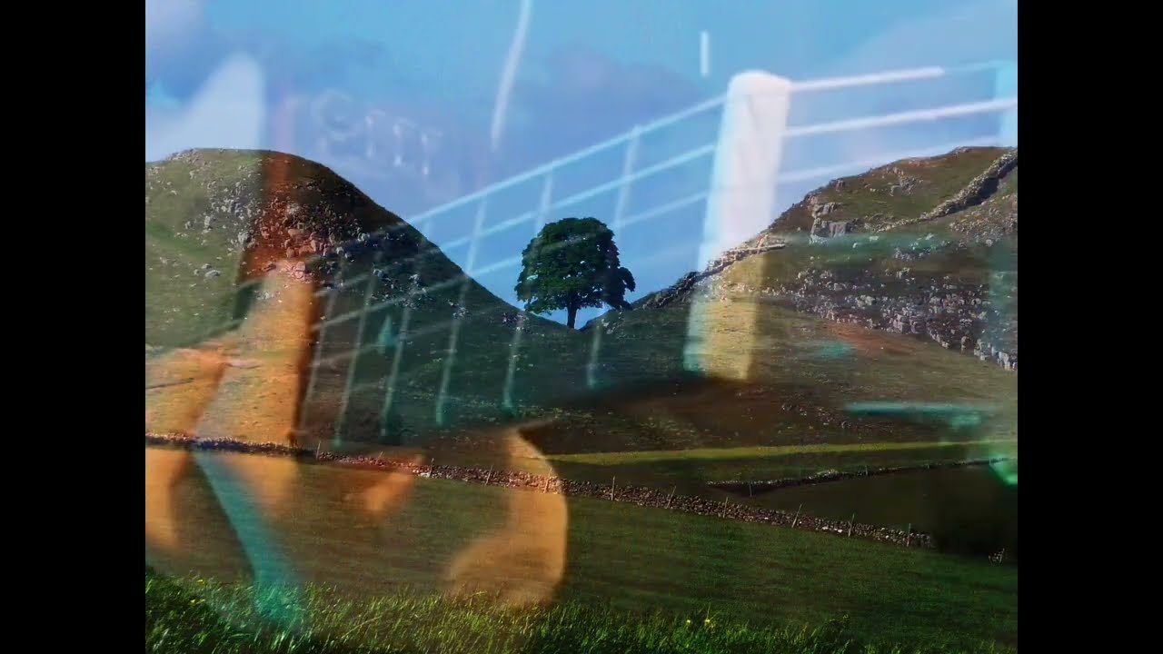 ​A Tribute to the Sycamore Gap Tree | Original Song by Lubos Mojs