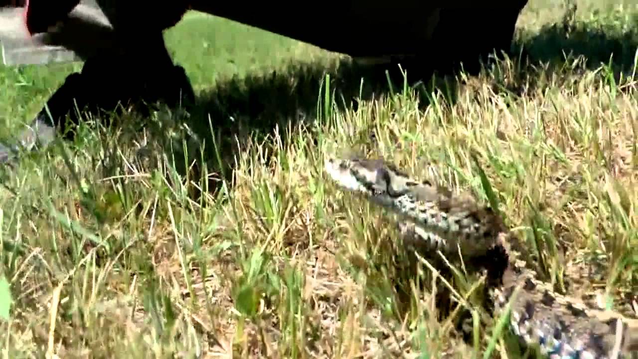 Ilyen a rákosi vipera