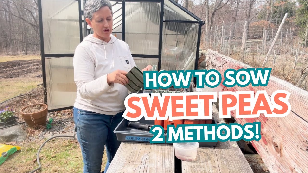 How to Sow Sweet Peas (2 methods!)