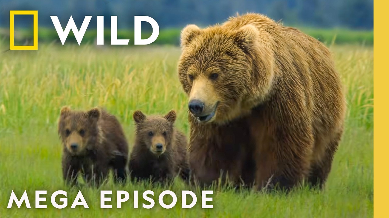 Deadly Treks for Survival | Incredible Animal Journeys MEGA Episode | Nat Geo Animals