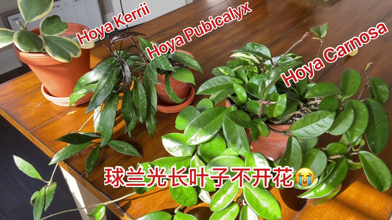 球兰光长叶子不开花，什么情况😳