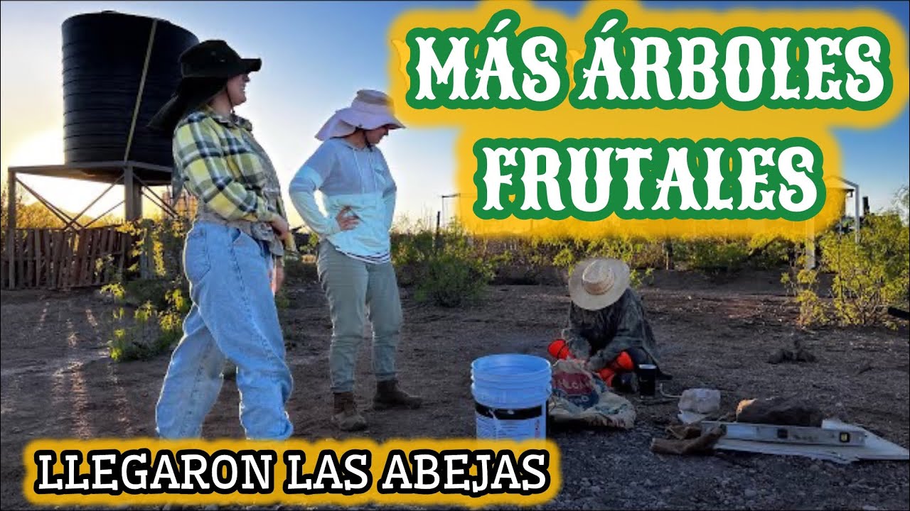 58~🌵LLEGARON las ABEJAS🐝 TRSPLANTANDO ARBOLES FRUTALES EN RANCHO DESERTICO🌵