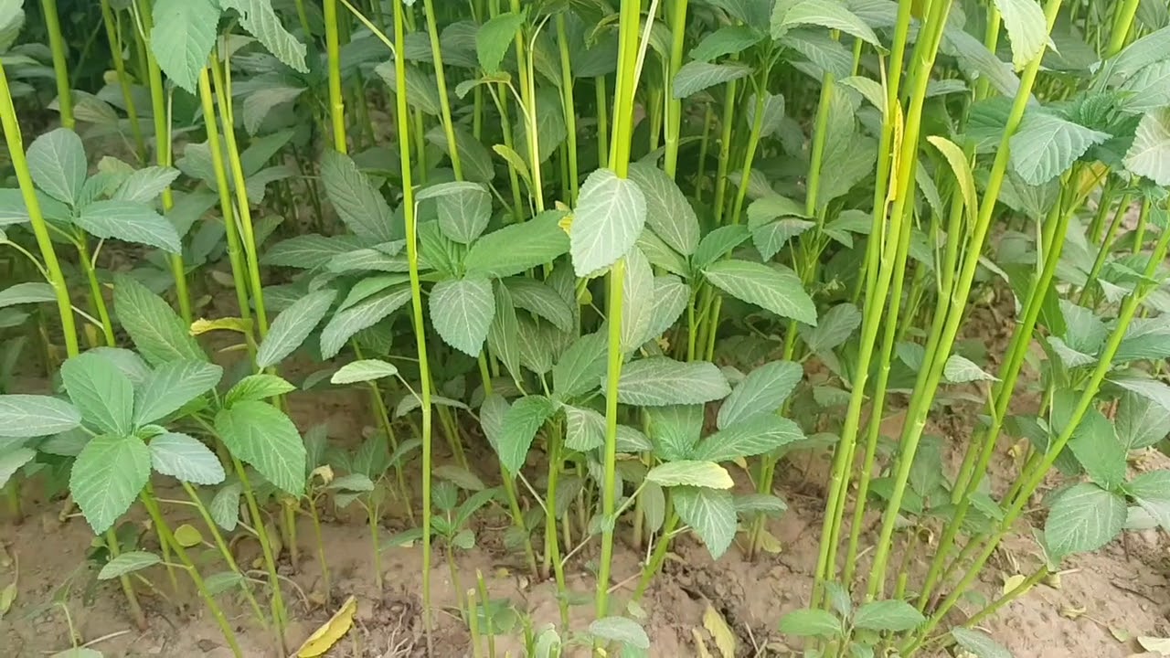حصاد الملوخية