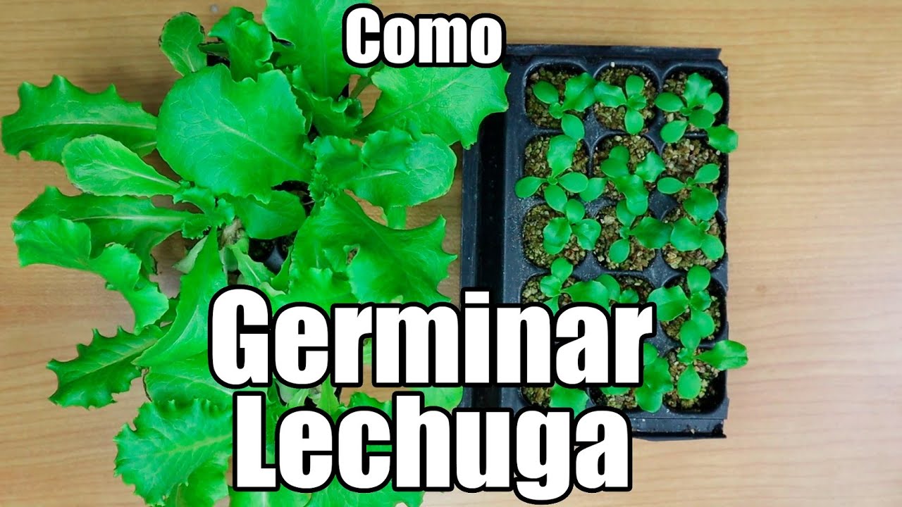 Como germinar semillas de lechuga || México Verde