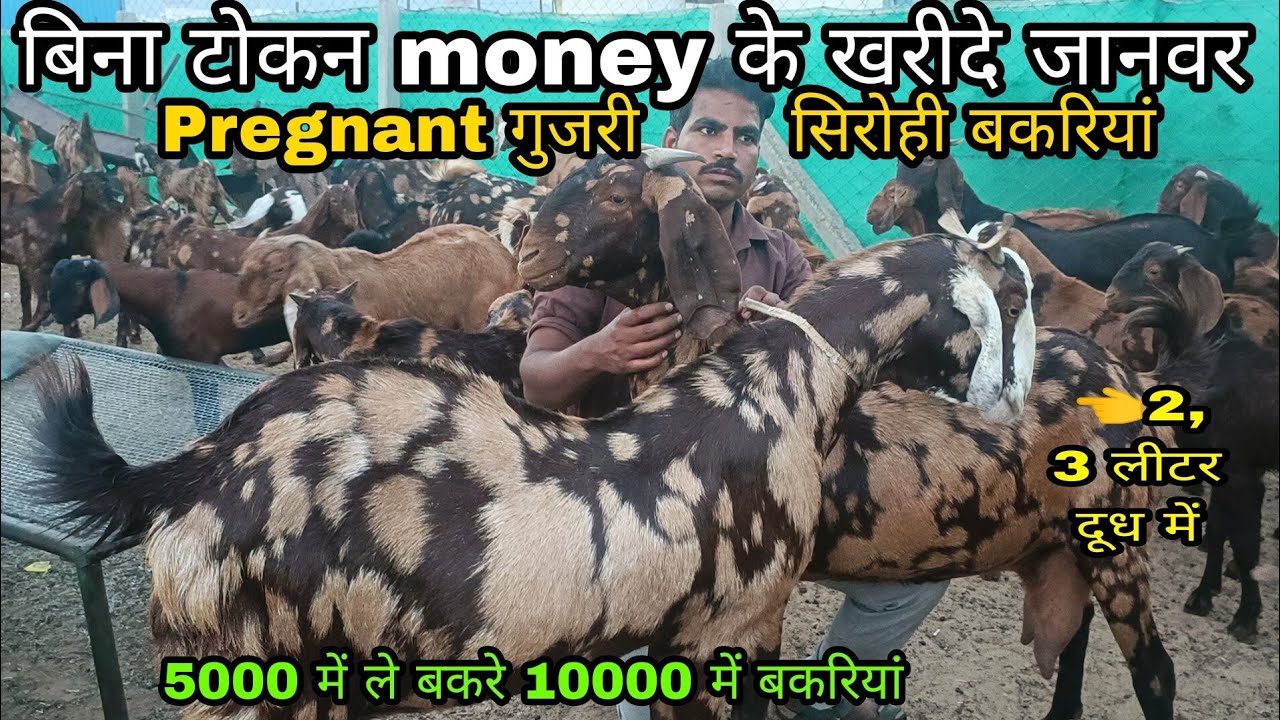 Top Quality Serohi Gujri Goats |  Tanwar Goat Farm Ajmer Rajasthan | Ph. 9166126214