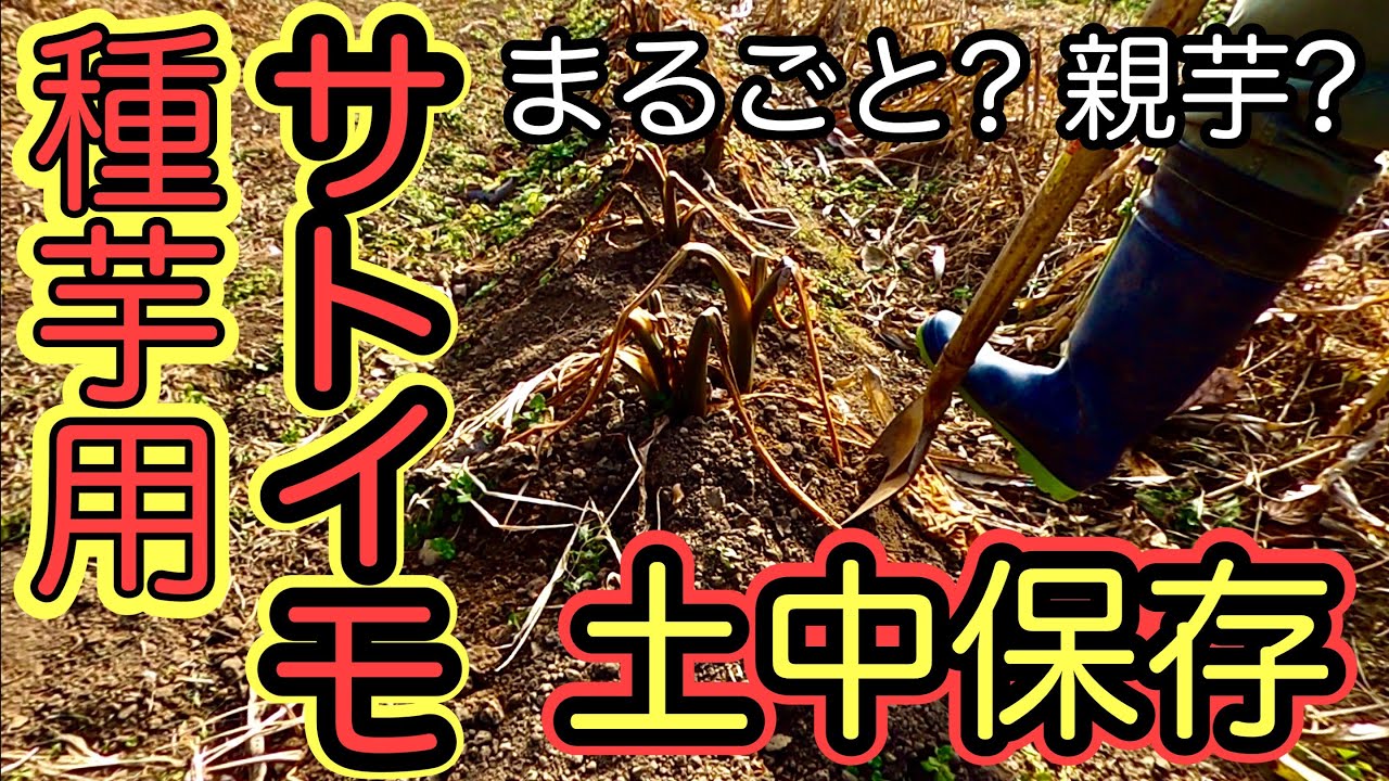 種芋用サトイモの土中保存