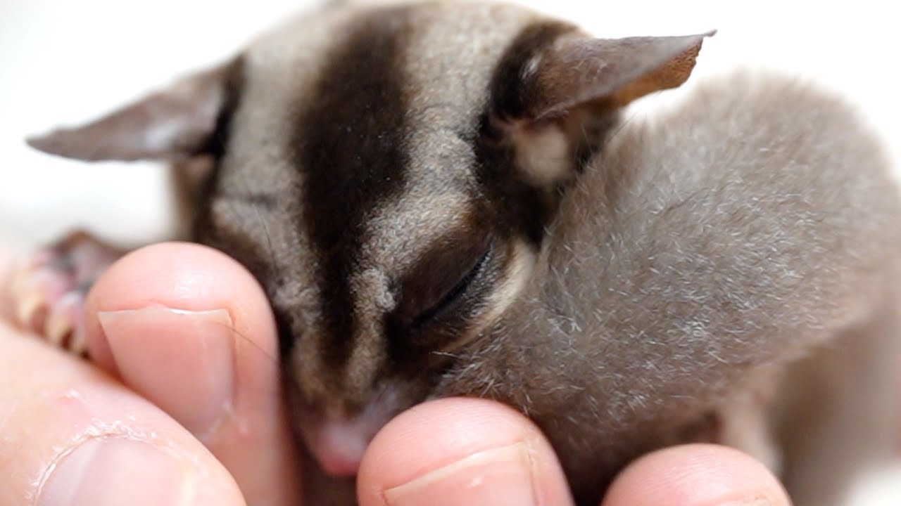 モモの病気が悪化していたので決断をしました
