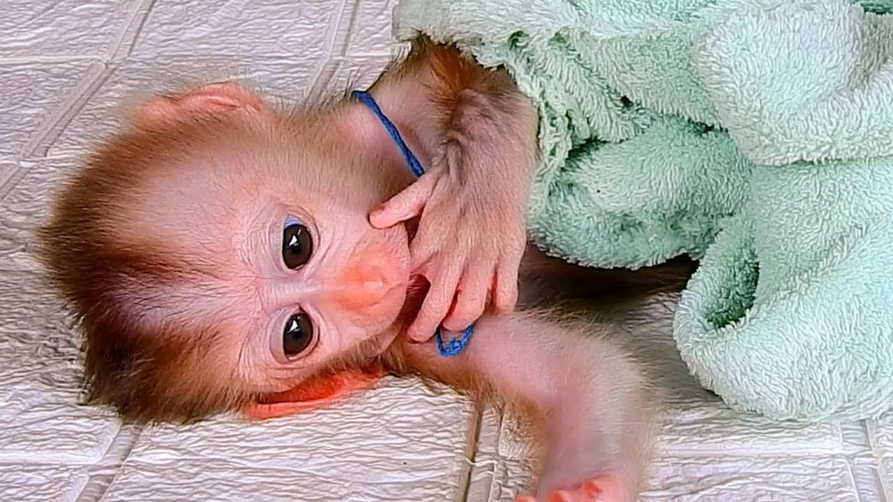 Monkey Elon is hungry, He Waiting for his mom prepare milk