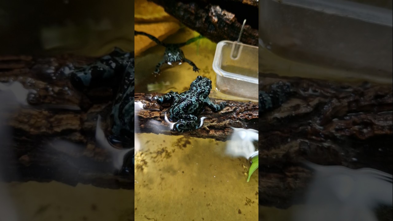 Blue bombina💙 #frogs #herpetology #rana #anfibio #amphibia #blue #nature