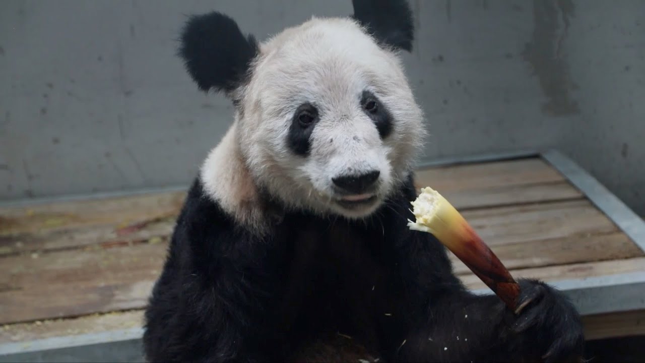 Vlog  Ya Ya returns to the Beijing Zoo