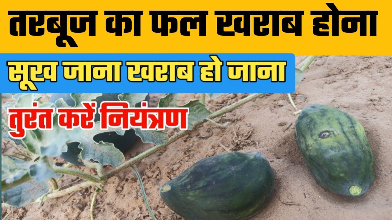 तरबूज का फल सूख जाना टेडा मेडा होकर खराब हो जाना गंभीर समस्या का ऐसे करें नियंत्रण | tarbooj rog |