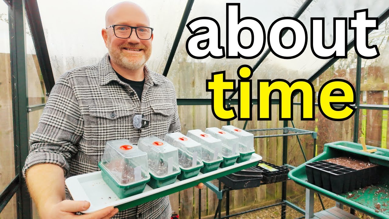 Sowing Chilli Seeds: Tips for a Thriving Harvest
