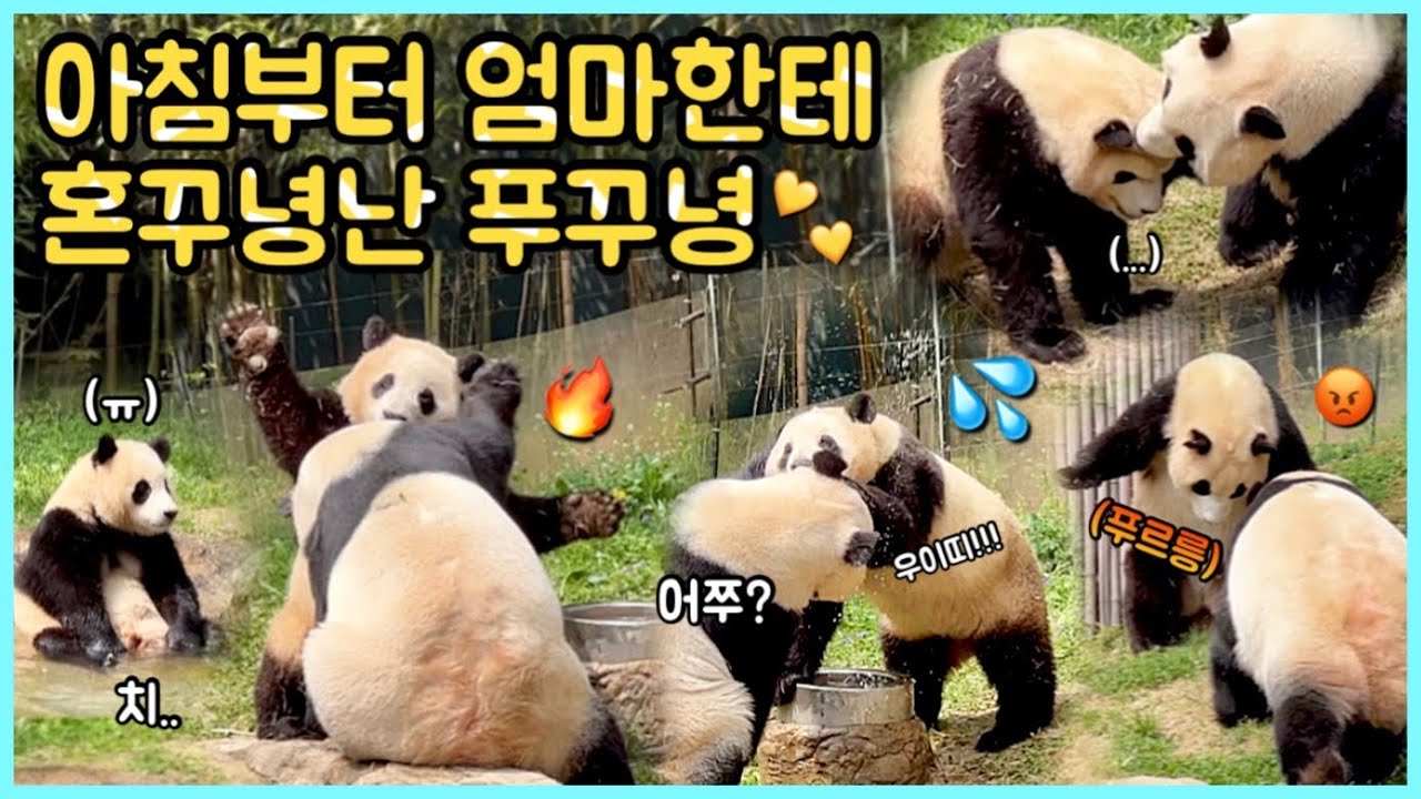 [ep.96] 아침부터 엄마한테 먼지나도록 혼꾸녕난 푸꾸녕 푸바오🌸✨/ 들썩들썩은 세상 잘함ㅋㅋㅋㅋ/ 그래도 물장구칠건 다 치고 들어간 귀요미😜/ 에버랜드 판다월드
