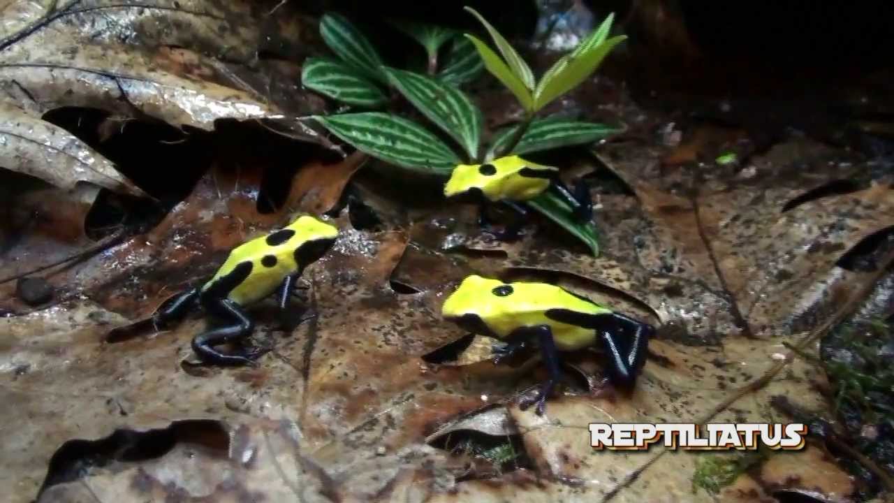 Dart frog terrarium + waterfall