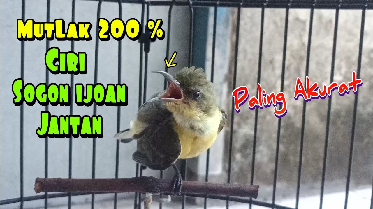 Mutlak Paling Akurat‼️Cara membedakan Sogon ijoan Jantan Part 2