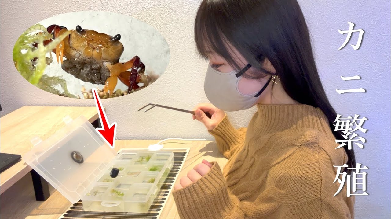 【50匹の稚ガニ誕生】イエローウィッチャークラブの抱卵から孵化まで撮影しました
