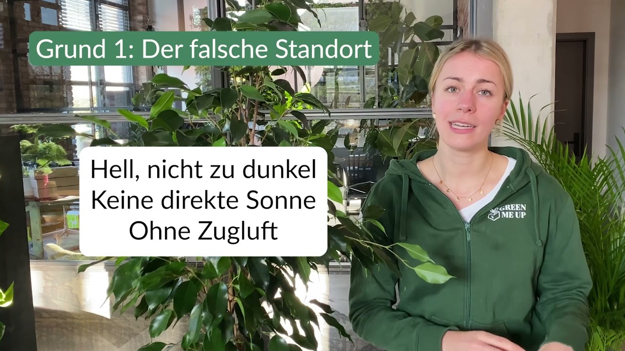 Hilfe! Birkenfeige verliert Blätter: Warum und was du dagegen tun kannst.