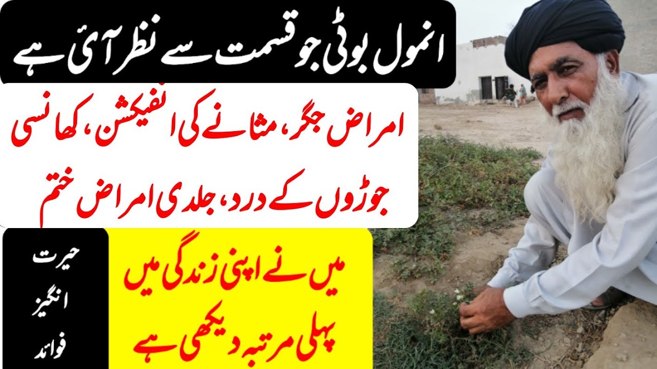 Katai khurd sfeayd phol wali | health benefits of kantakari | کٹائ/ کنڈیاری کی پہچان اور فوائد