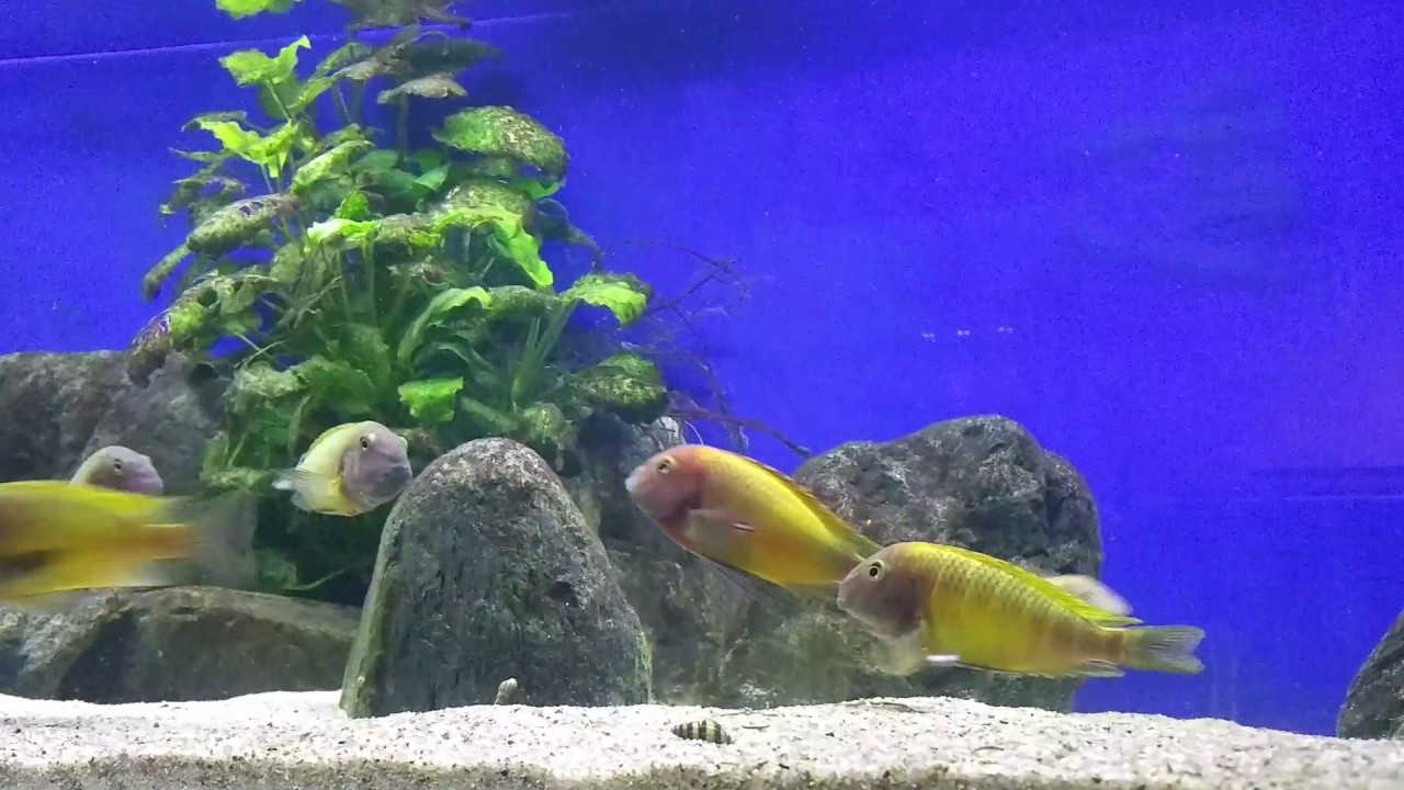 Tropheus Nkonde  Bright Yellow
