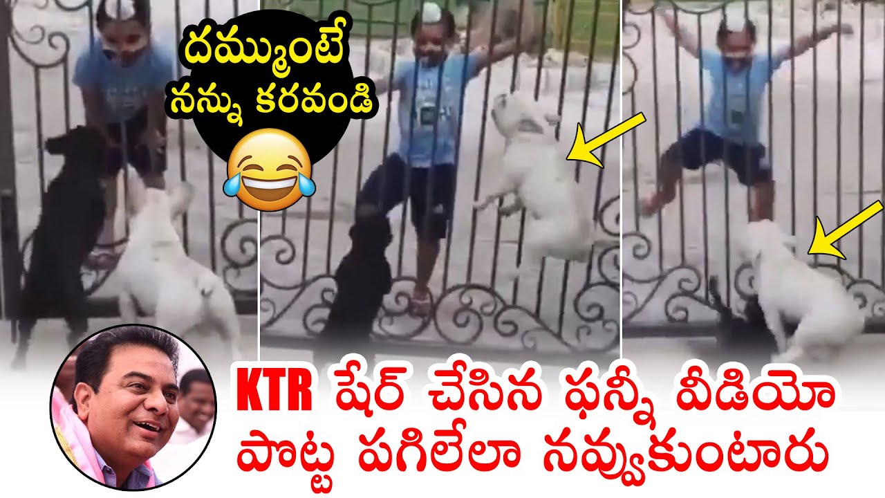 Minister KTR Shared Funny Video In Twitter Goes Viral | Social Media | Political Qube