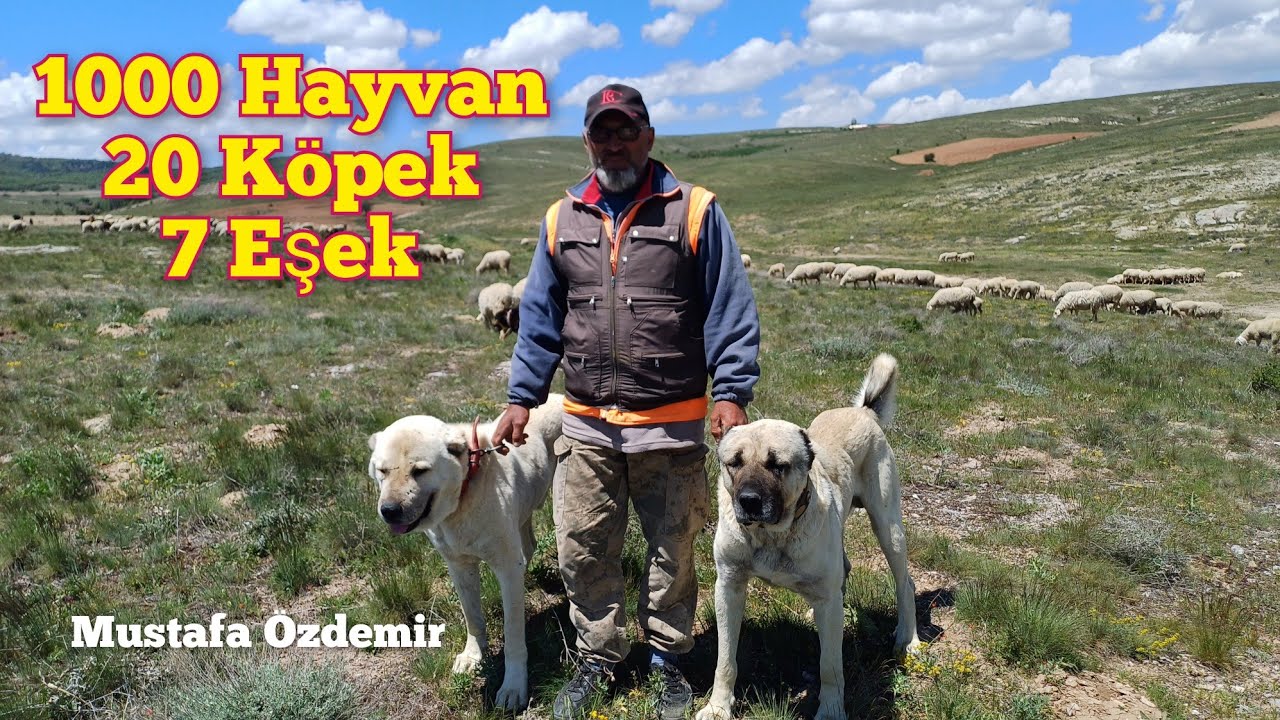 1000 Hayvan, 20 köpek, 7 Eşek ve 1 Atı ile Yaylada Üretime Devam Ediyor 