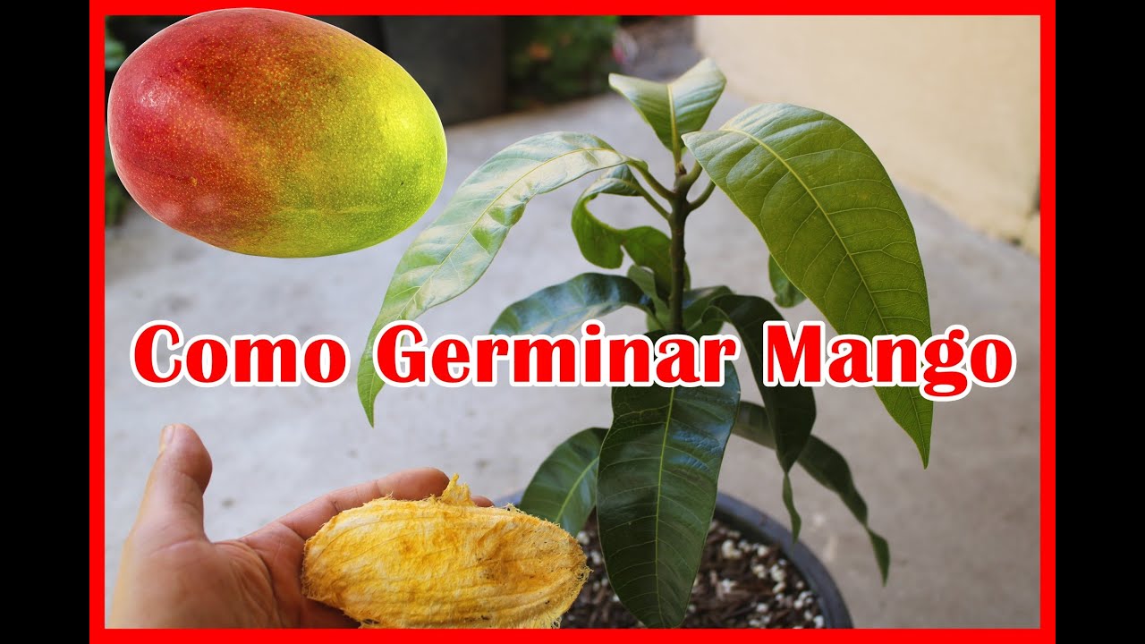 Como Germinar Mango