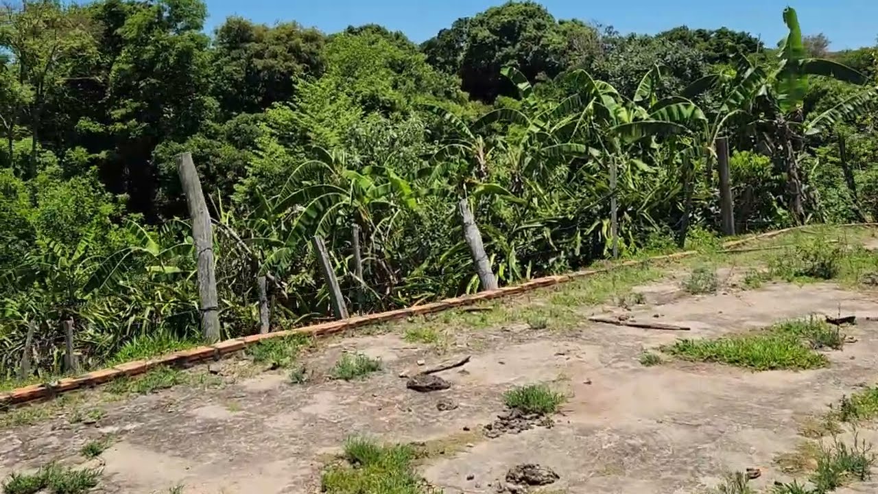 A venda 3 alqueires valor 590 mil reais, Distrito São Roque do Pinhal, Município Joaquim Távora-PR.