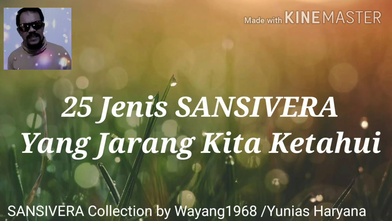 25 JENIS SANSIVERIA YANG JARANG KITA KETAHUI