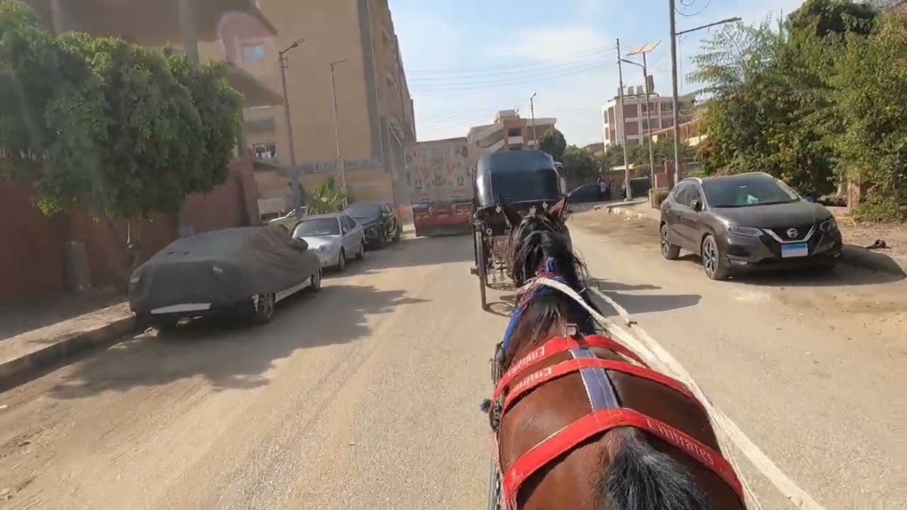 Horse Carriage Ride through Edfu, Egypt