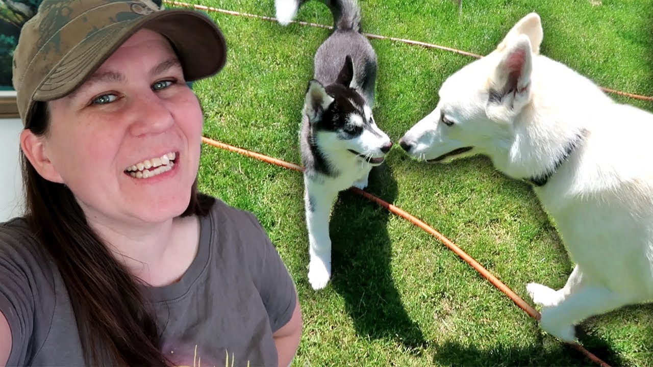Kira Husky Puppy Meets MORE Husky Friends