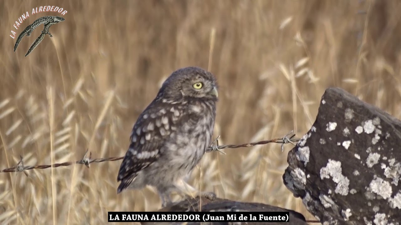Mochuelo (Athene noctua) en el Parque Natural del Estrecho
