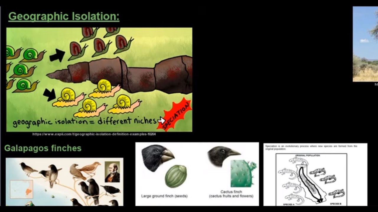 Grade 12 Life Sciences Evolution Part 3