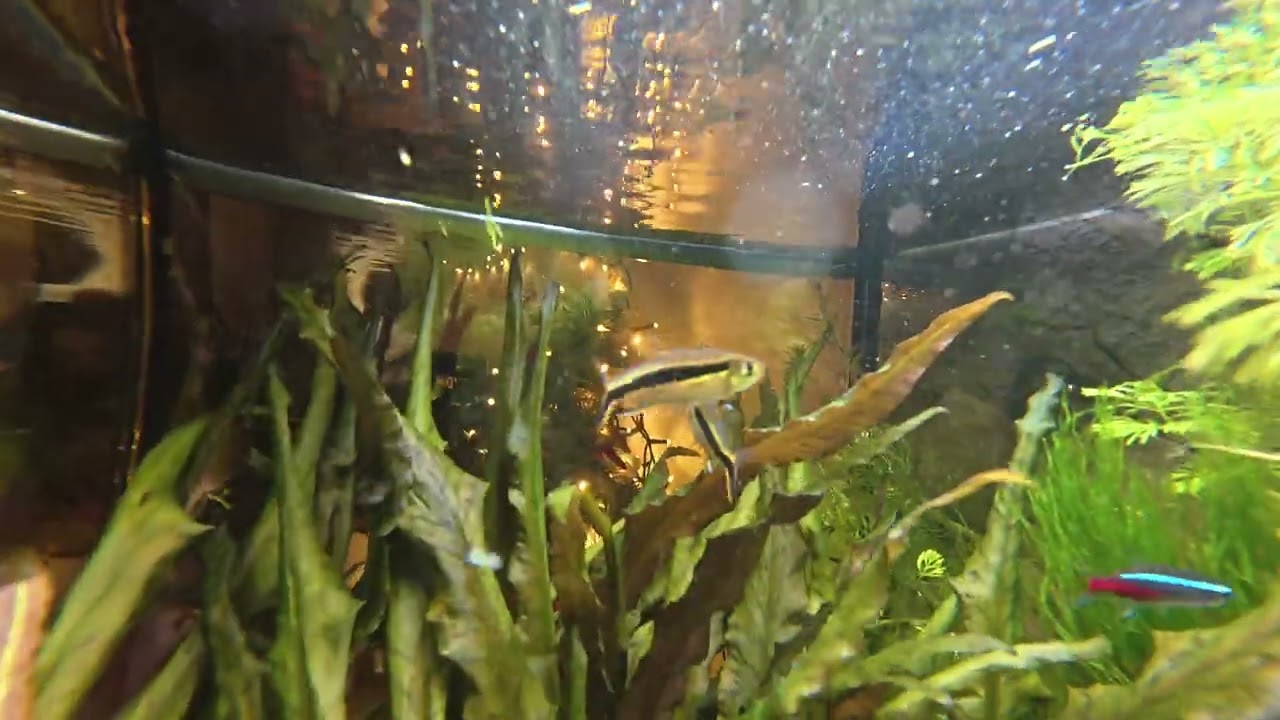 Underwater Aquarium with DJI MIMO Action 5 Pro Camera