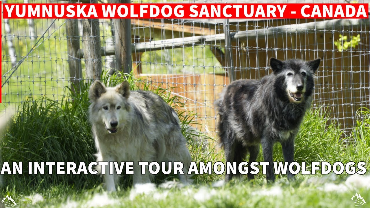A Visit and Fantastic Interactive Tour at the Yumnuska Wolfdog Sanctuary near Calgary - Canada