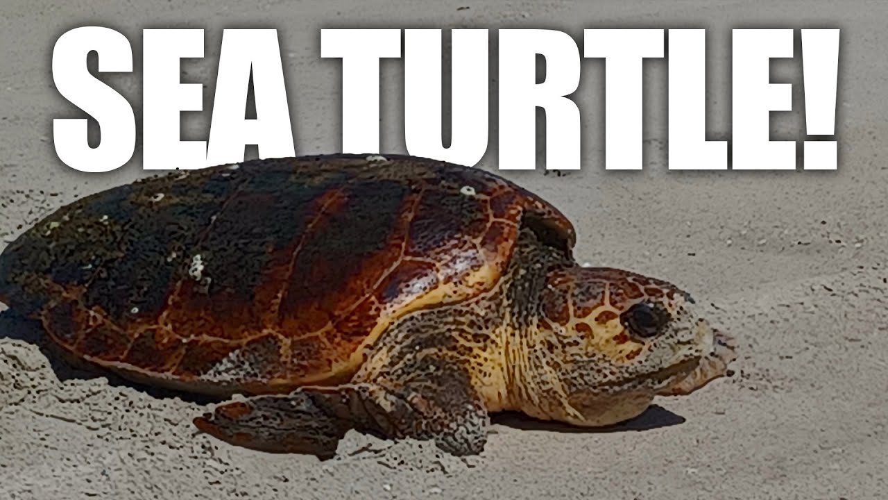 Loggerhead Sea Turtle laying eggs.
