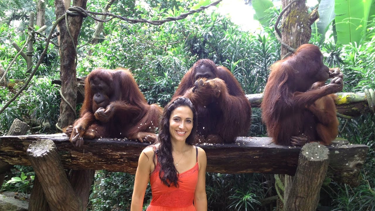 Enjoy Breakfast with Orangutans at Singapore Zoo