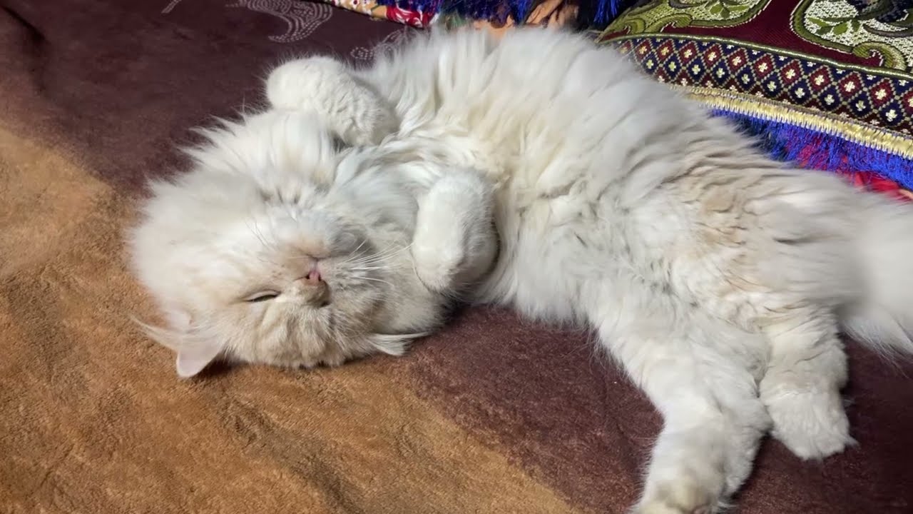 If you’re having a bad day , this video will make you smile. 