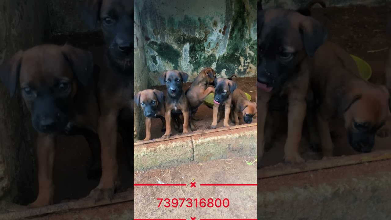 Kombai puppy’s available 
