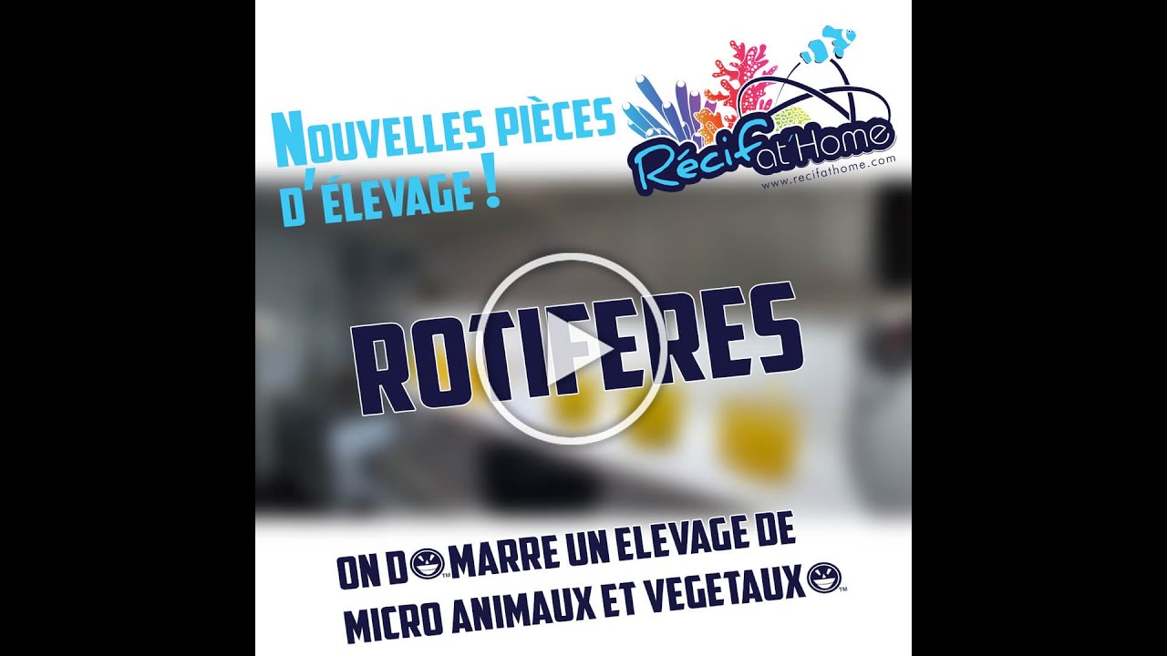 Culture de Rotifères Brachionus plicatilis chez RAH