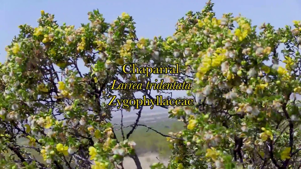 Chaparral (Larrea tridentata) | Sam Coffman