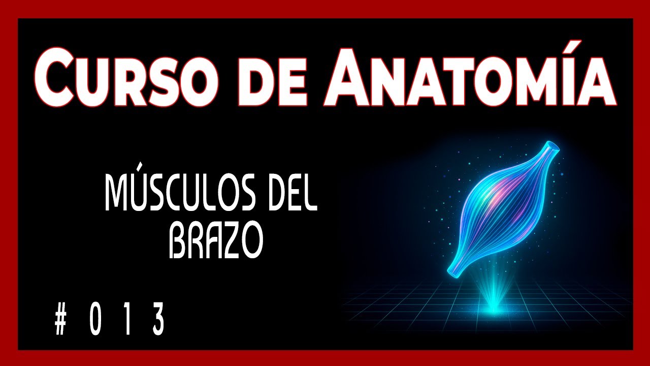 ¿Sabías que solo 5 músculos mueven tu brazo?