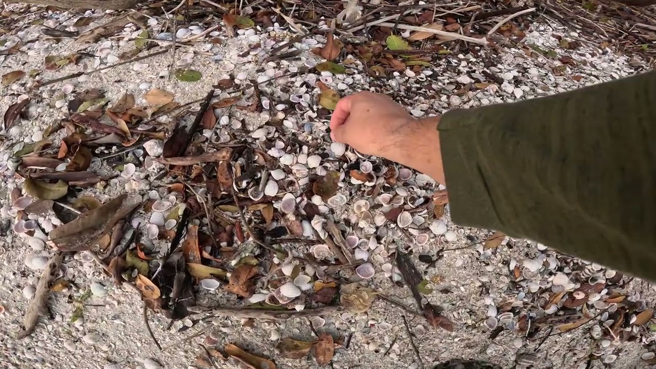 Feb 18, 2026 Banana River FL mini-shelling 02