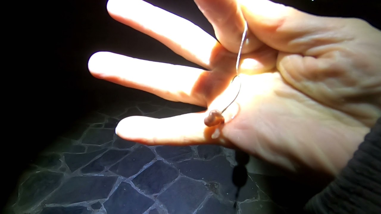 寒ウナギ釣り比較！どっちの餌の方が釣れる？