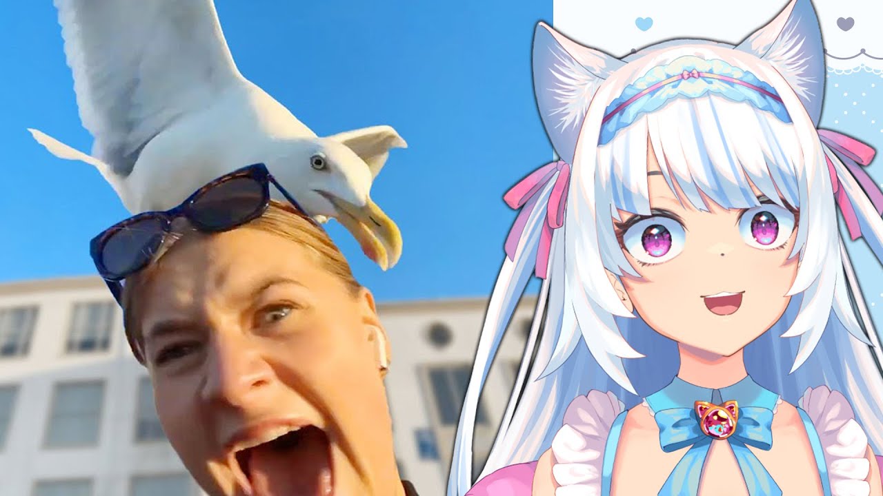 SEAGULLS ARE EVIL! | Milky Mew reacts to Daily Dose of Internet