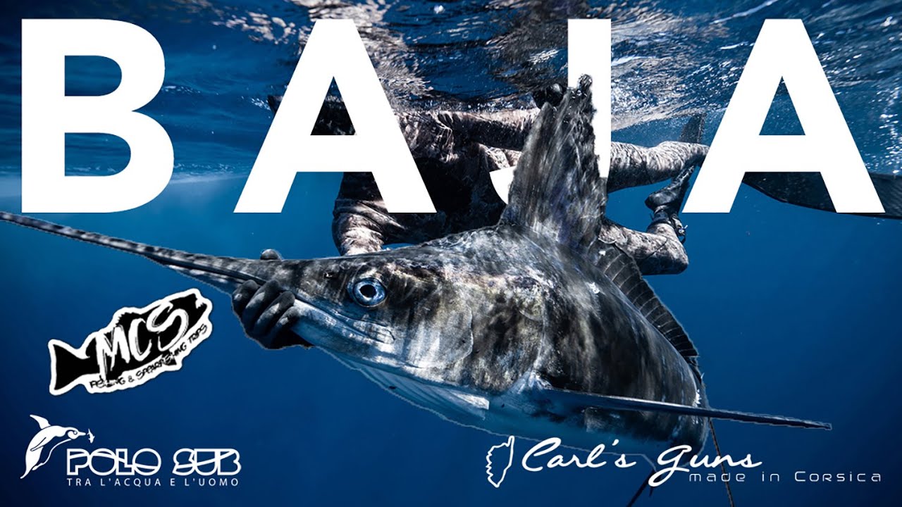 The best spearfishing in Southern Baja, Mexico / MCS Worldwide Fishing & Sperafishing Trips